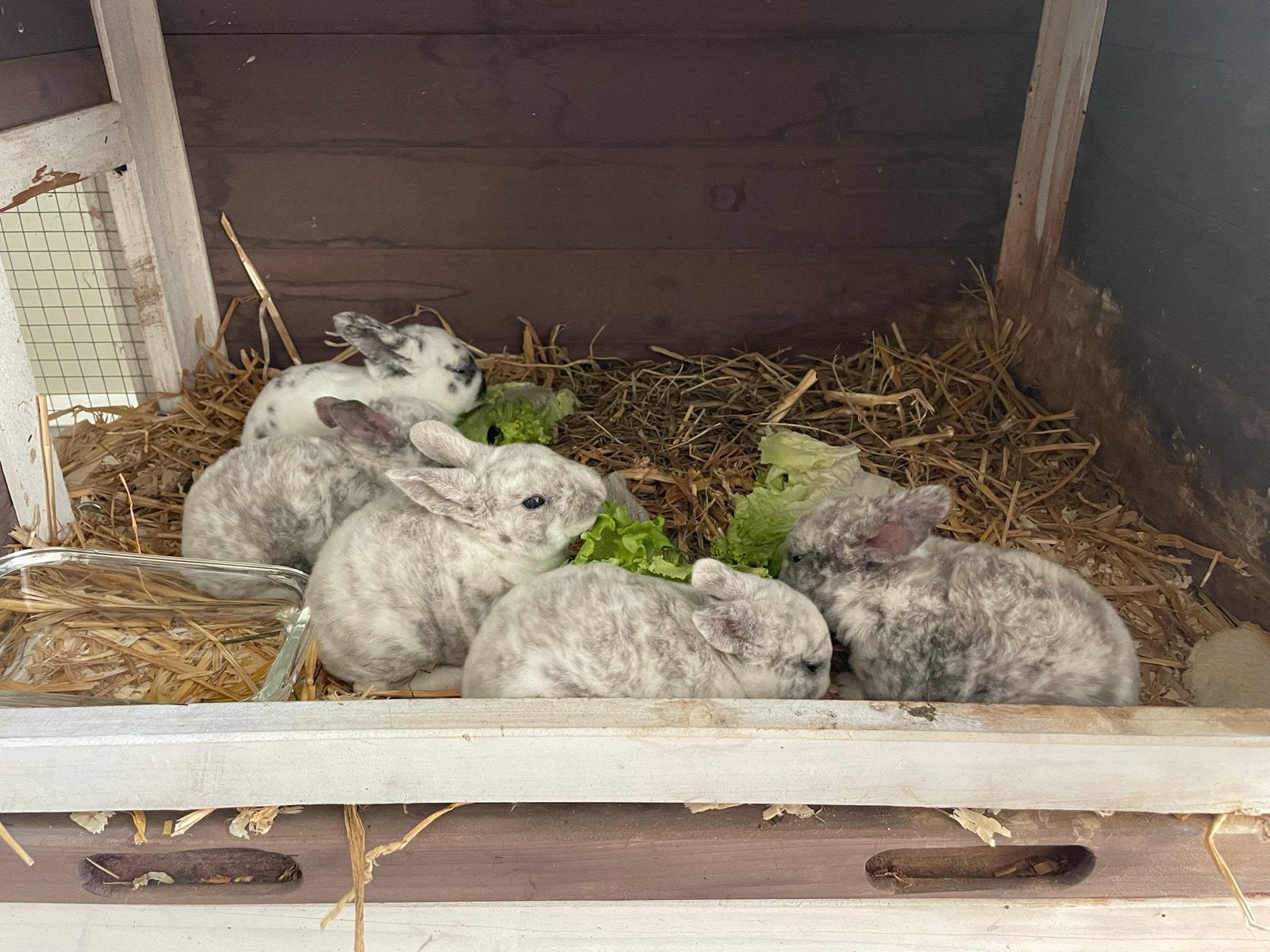 Rex konijntjes, Dieren en Toebehoren, Meerdere dieren