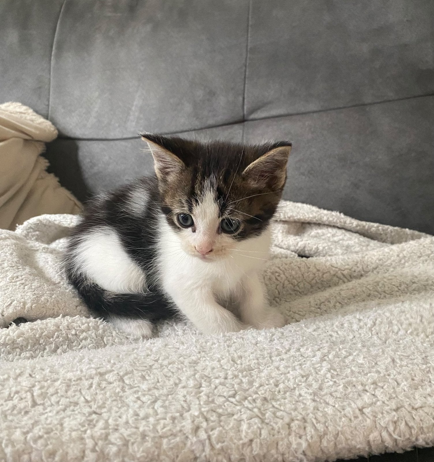 Halve maine coons te reserveren, Meerdere dieren, Kortharig, 0 tot 2 jaar