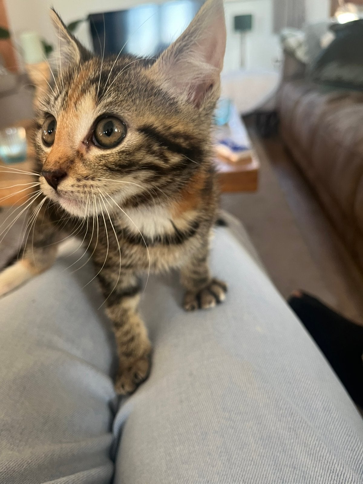 Boerderij kittens, Meerdere dieren, Kortharig, 0 tot 2 jaar