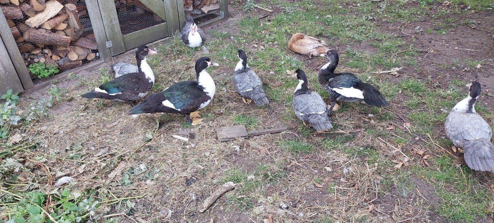 kaapse eenden / muskus eenden te koop, Dieren en Toebehoren, Pluimvee, Meerdere dieren, Eend