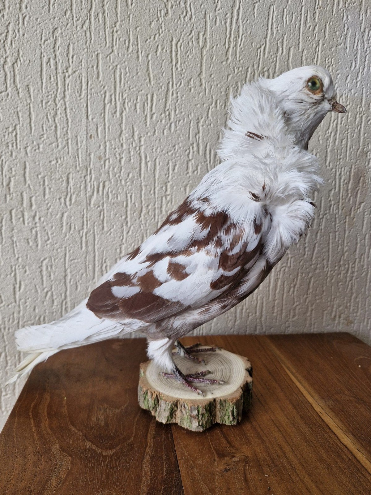 Een prachtige opgezete duif wit-bruin!, Ophalen of Verzenden, Nieuw, Vogel, Opgezet dier
