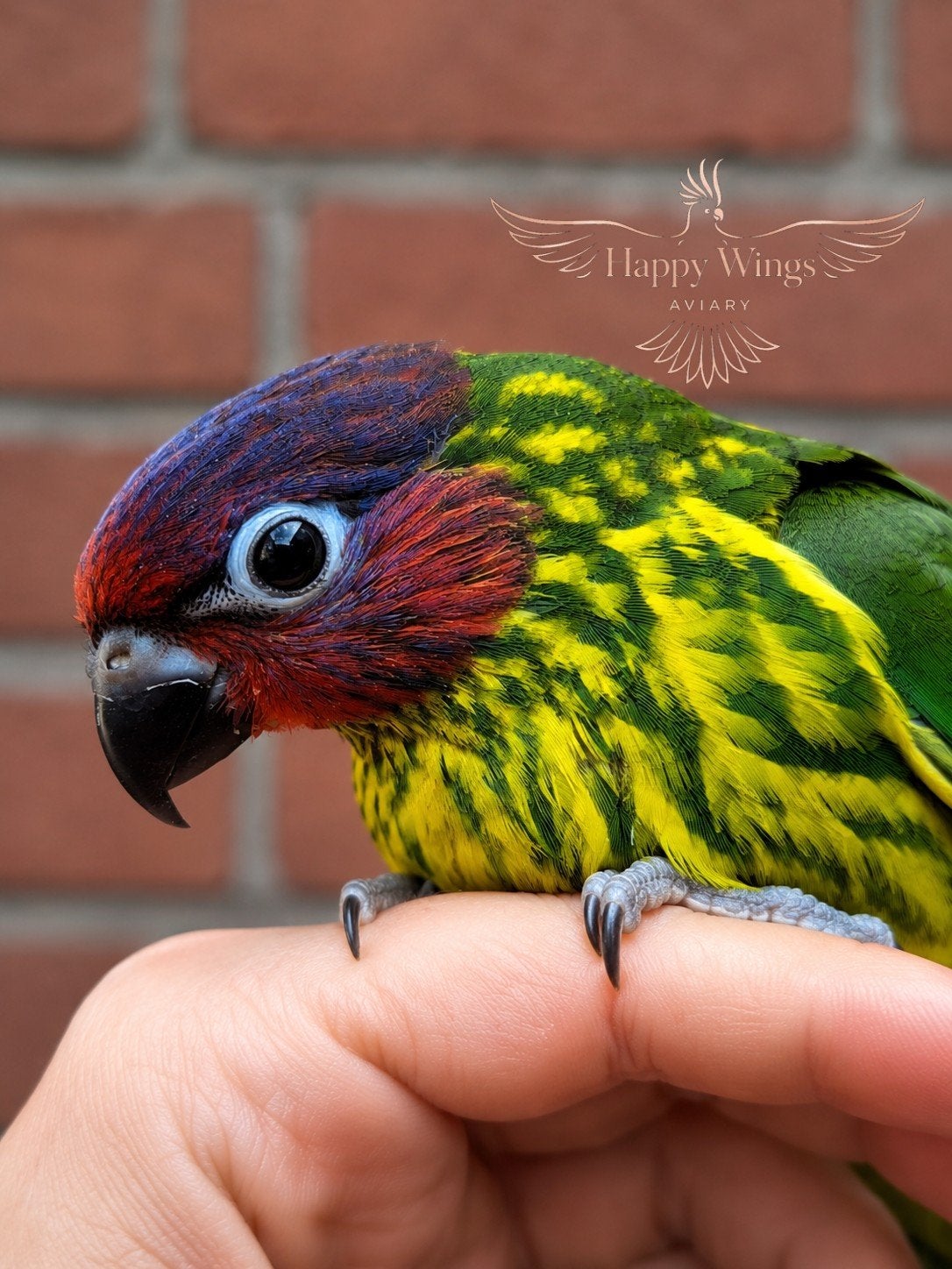 ZELDZAAM - Zeer Tamme Viooltjeslori, Dieren en Toebehoren, Vogels | Parkieten en Papegaaien, Mannelijk, Papegaai, Pratend