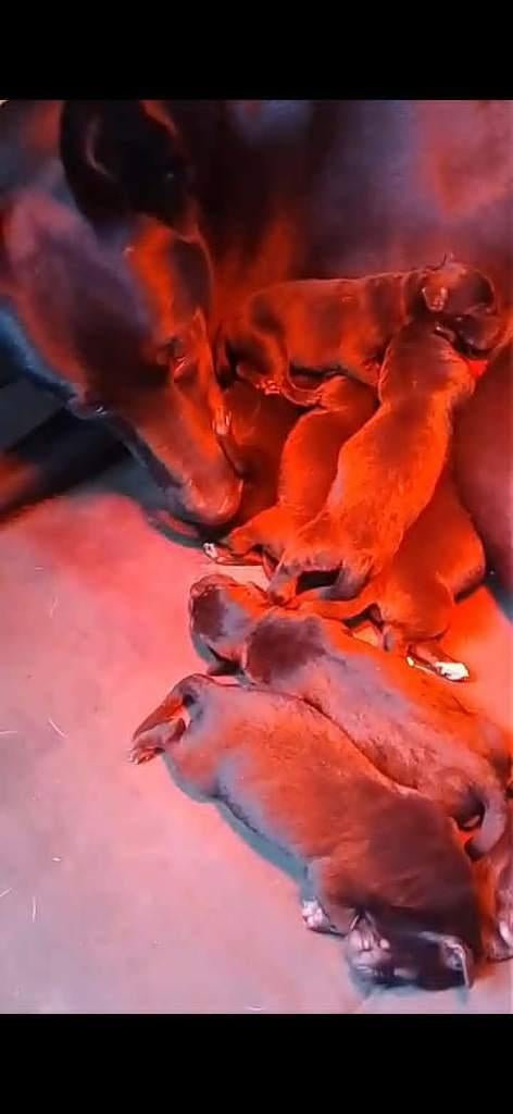 herder pups/ labrador pups / kruising pups, (oppas mogelijk), 8 tot 15 weken, Meerdere, Meerdere dieren, Herder