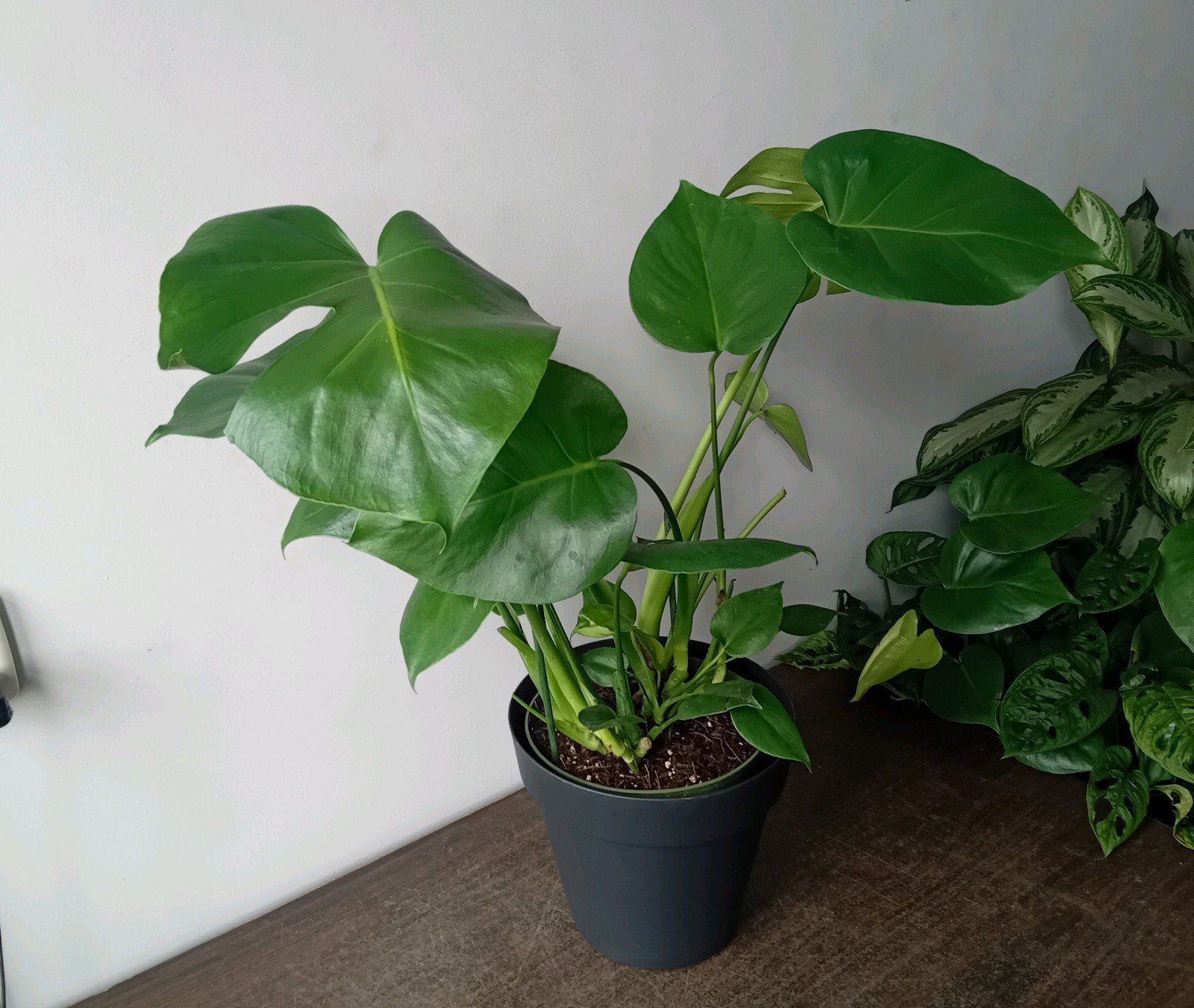 Kamerplant 70cm monstera     sierpot 2euro, Ophalen, Overige soorten, Halfschaduw, In pot
