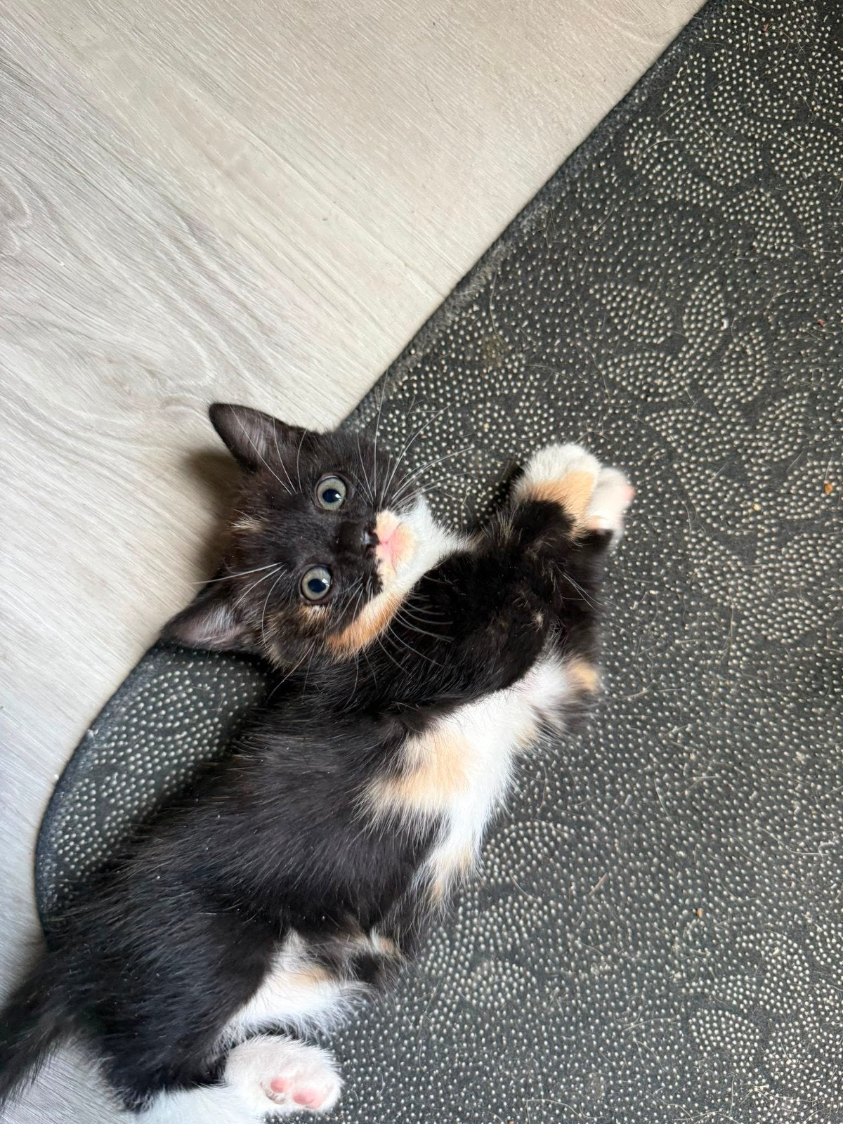 Tka. Mooie kitten, Meerdere dieren, Kortharig, 0 tot 2 jaar