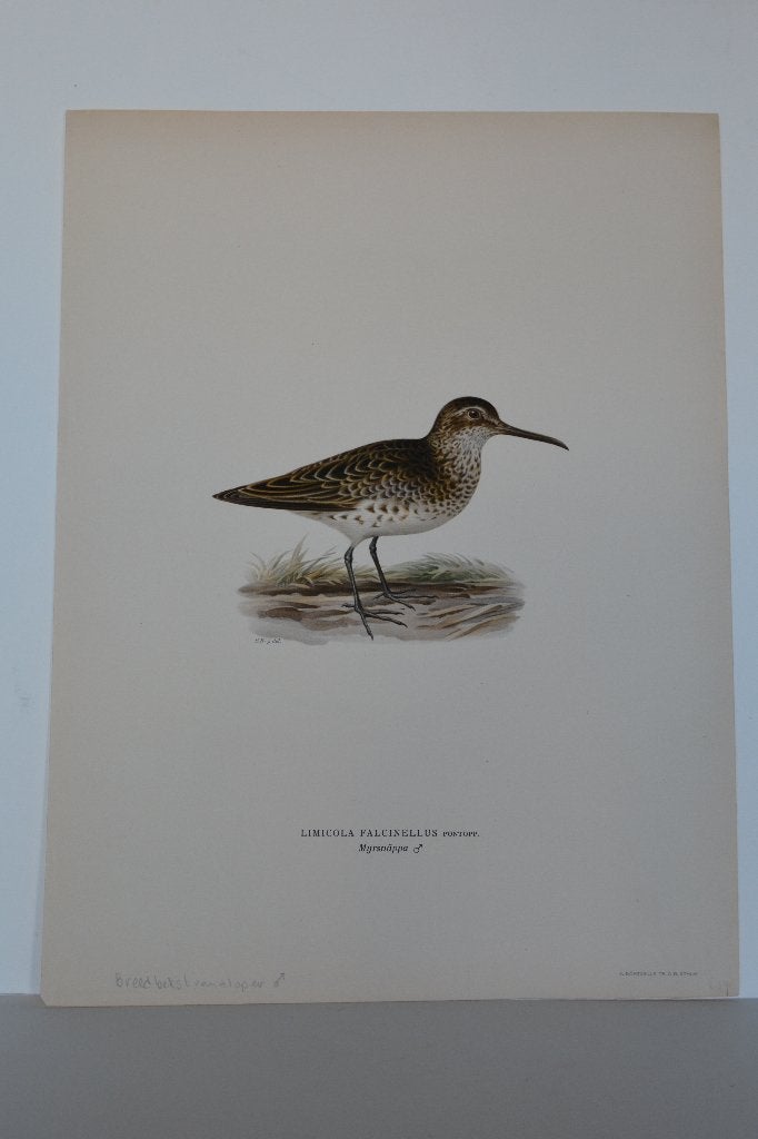 STRANDLOPER (BREEDBEK) LIMICOLA FALCNELLUS Vogel Litho VB3, Ophalen of Verzenden, Lithografie, Gesigneerd, Dieren en Natuur