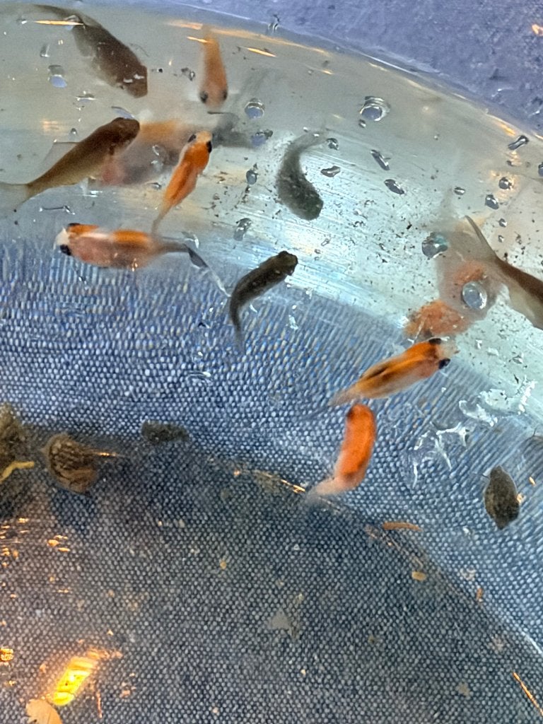 Goudvis babies, Goudvis(sen)