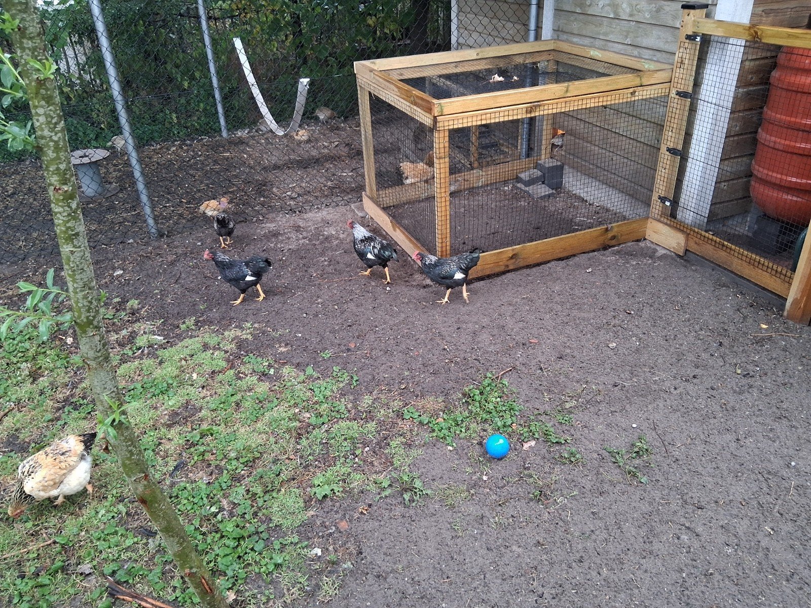 Hanen barnevelder 4 maand oud., Dieren en Toebehoren, Pluimvee, Mannelijk, Kip