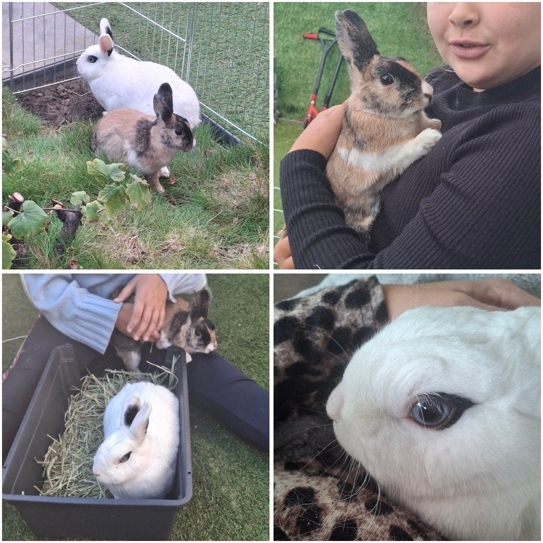2 gecastreerde mannetjes konijntjes, Dieren en Toebehoren, Meerdere dieren, 3 tot 5 jaar