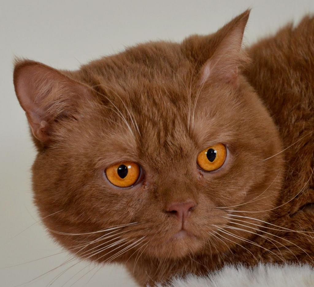 Britse korthaar dekkater cinnamon NIET TE KOOP, Dieren en Toebehoren