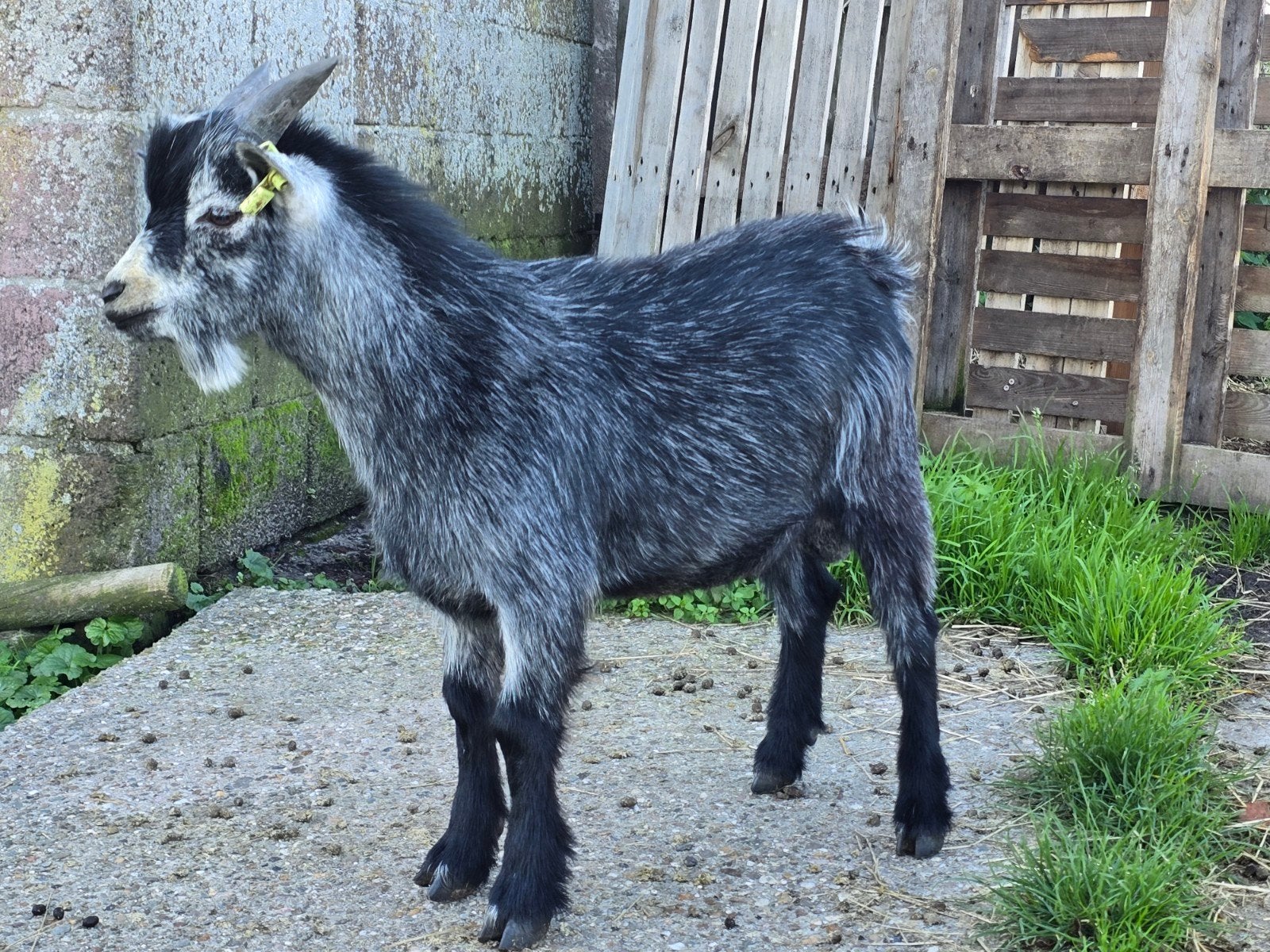 prachtige kleurzuivere blauwschimmel dek bok, Mannelijk, Geit, 0 tot 2 jaar
