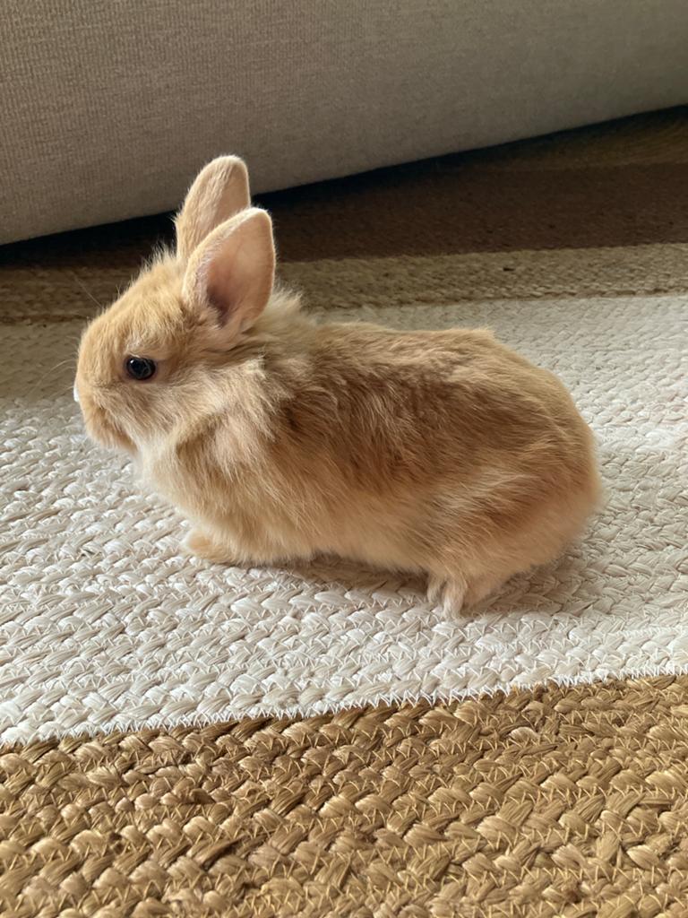 Vos konijntjes, Dieren en Toebehoren, Konijnen, Meerdere dieren