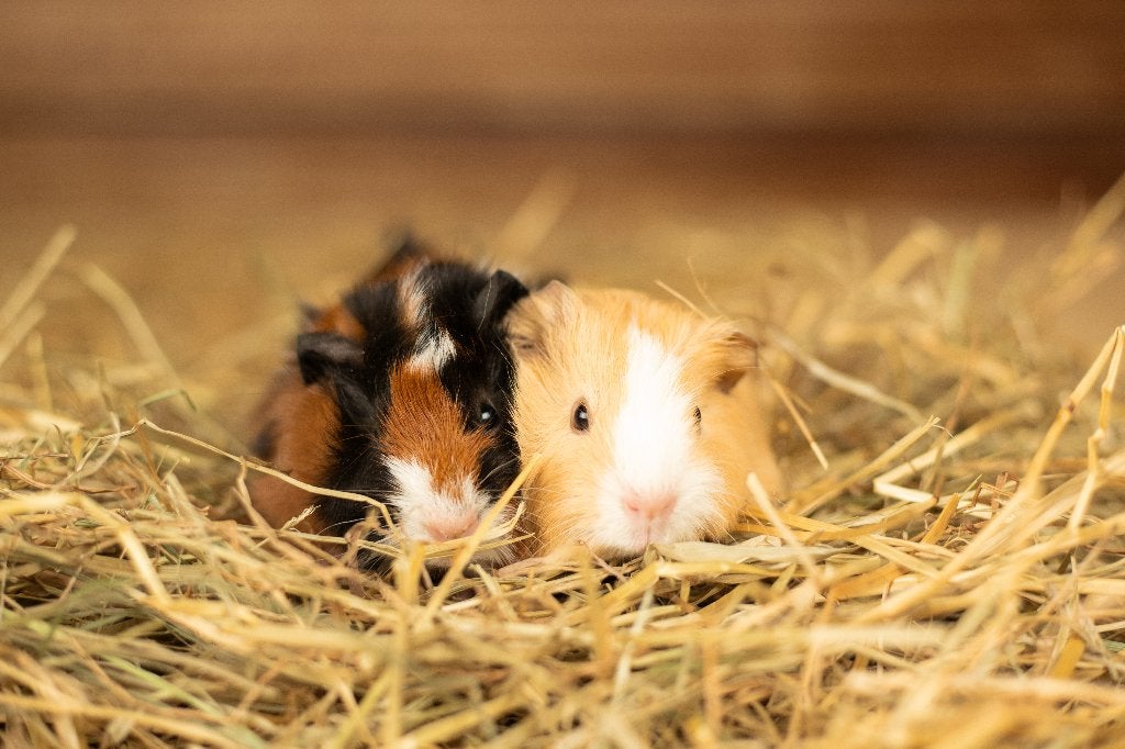 Jonge Cavia's | Mooie diertjes | Verschillende kleurslagen