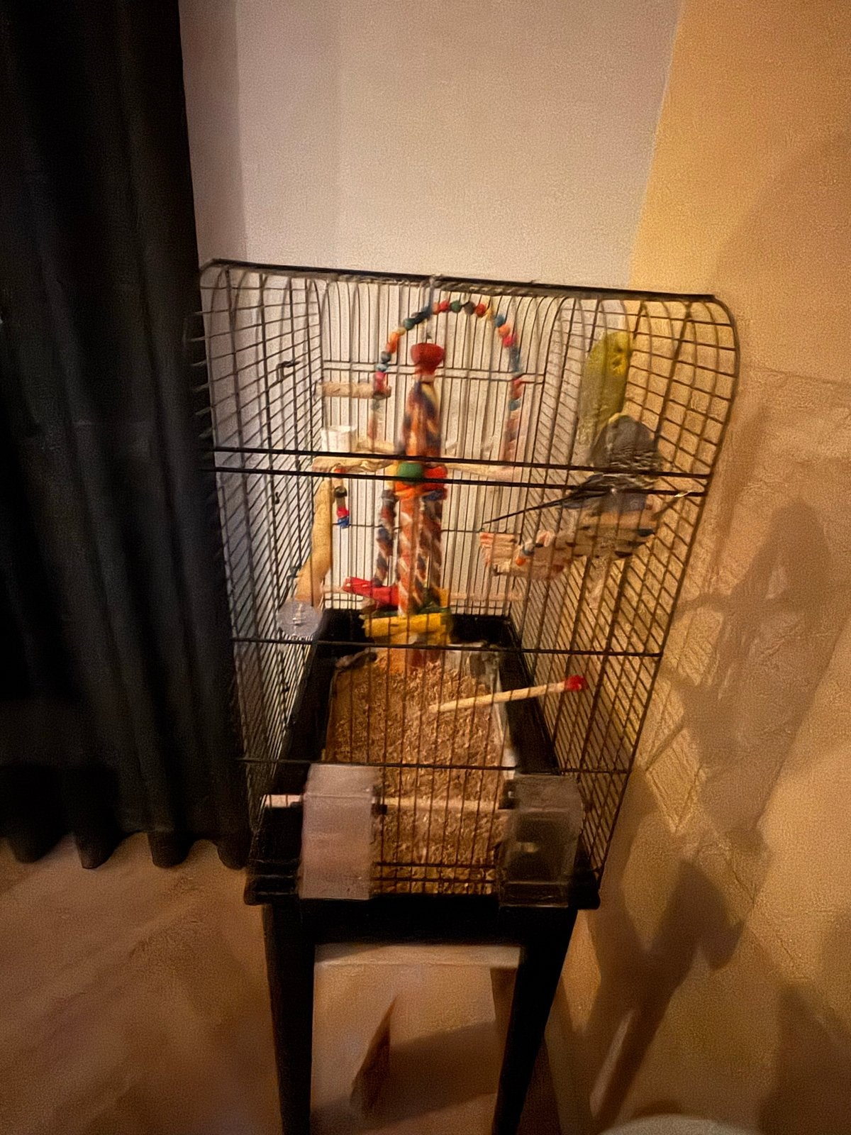 2 lieve parkieten zoeken een nieuw huisje, Dieren en Toebehoren, Vogels | Parkieten en Papegaaien, Meerdere dieren, Parkiet
