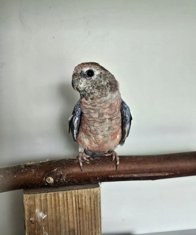 Savannah zoekt een huisje! (Bourke's Parkiet), Vrouwelijk, Parkiet, Geringd