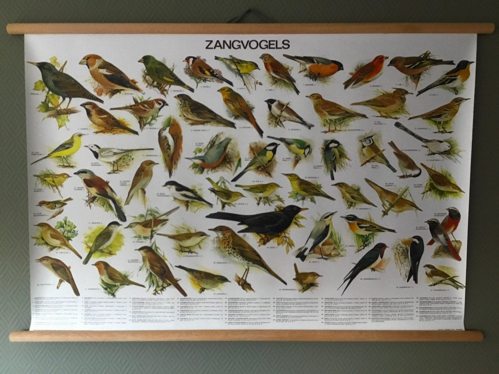 Fraaie schoolplaat poster met Zangvogels, Verzamelen, Ophalen of Verzenden, Nieuw