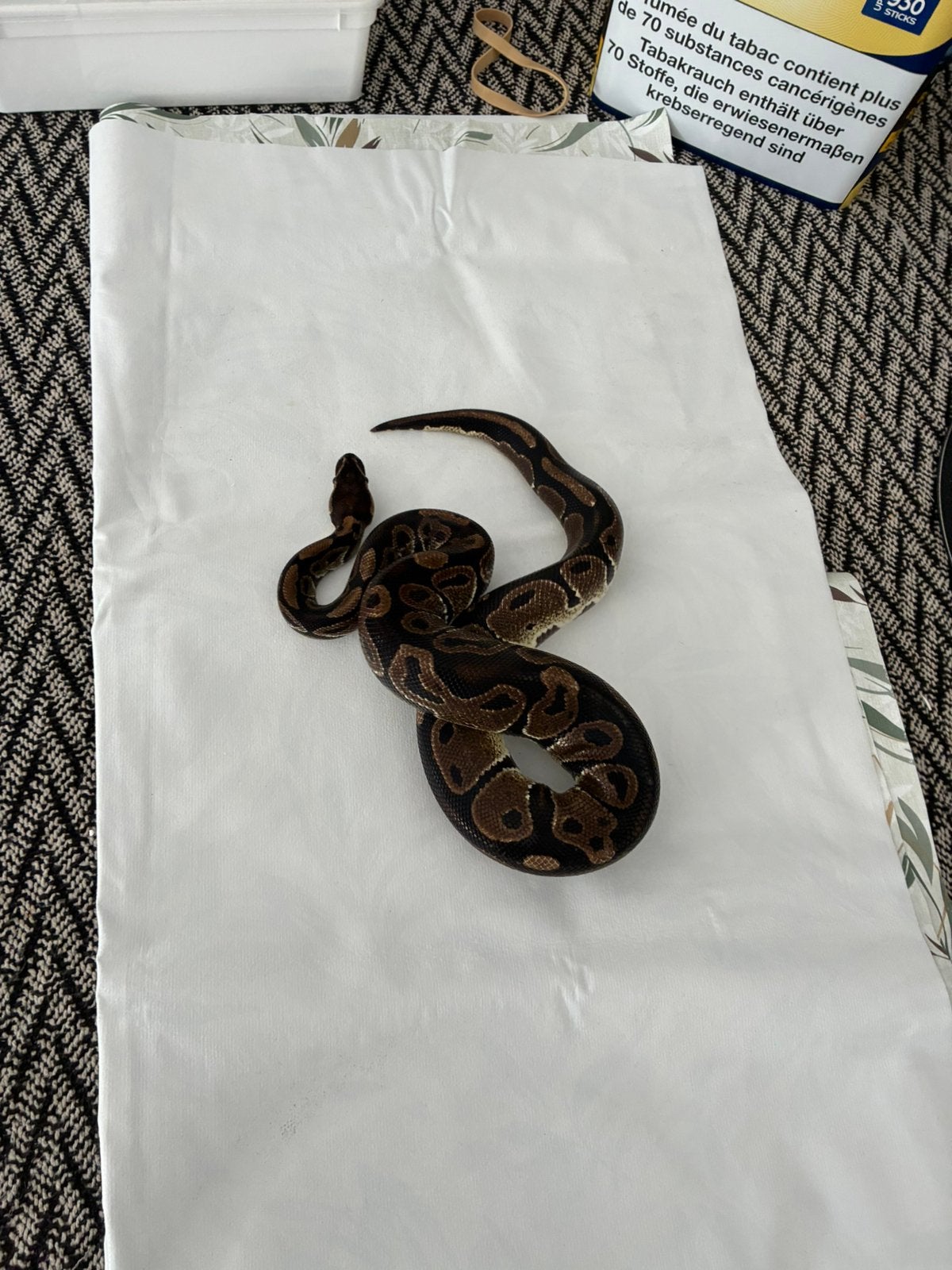 Koppel koningspython regius wild kleur Ball Python photo 4