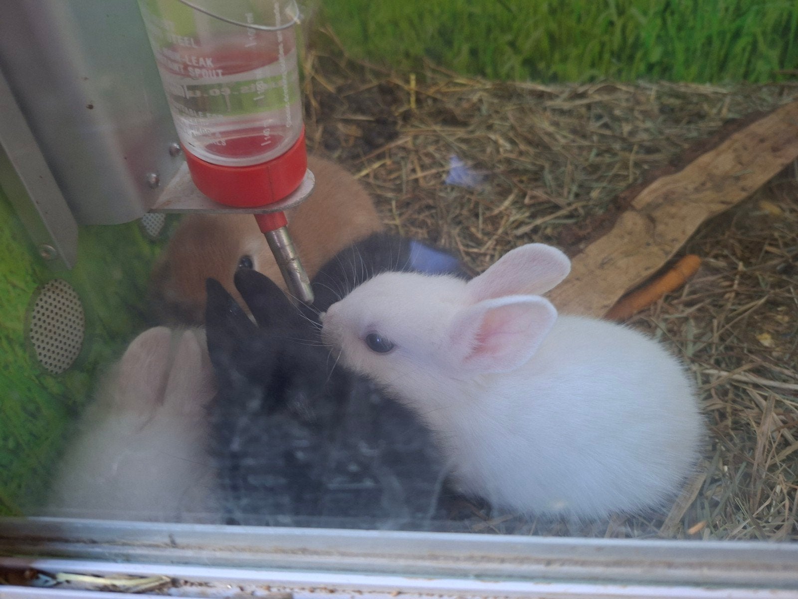 5 superlieve dwergkonijnen, Dieren en Toebehoren, Konijnen, Meerdere dieren, Dwerg, 0 tot 2 jaar