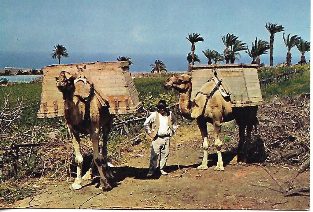 Kamelen., Verzenden, 1980 tot heden, Gelopen, Overige soorten