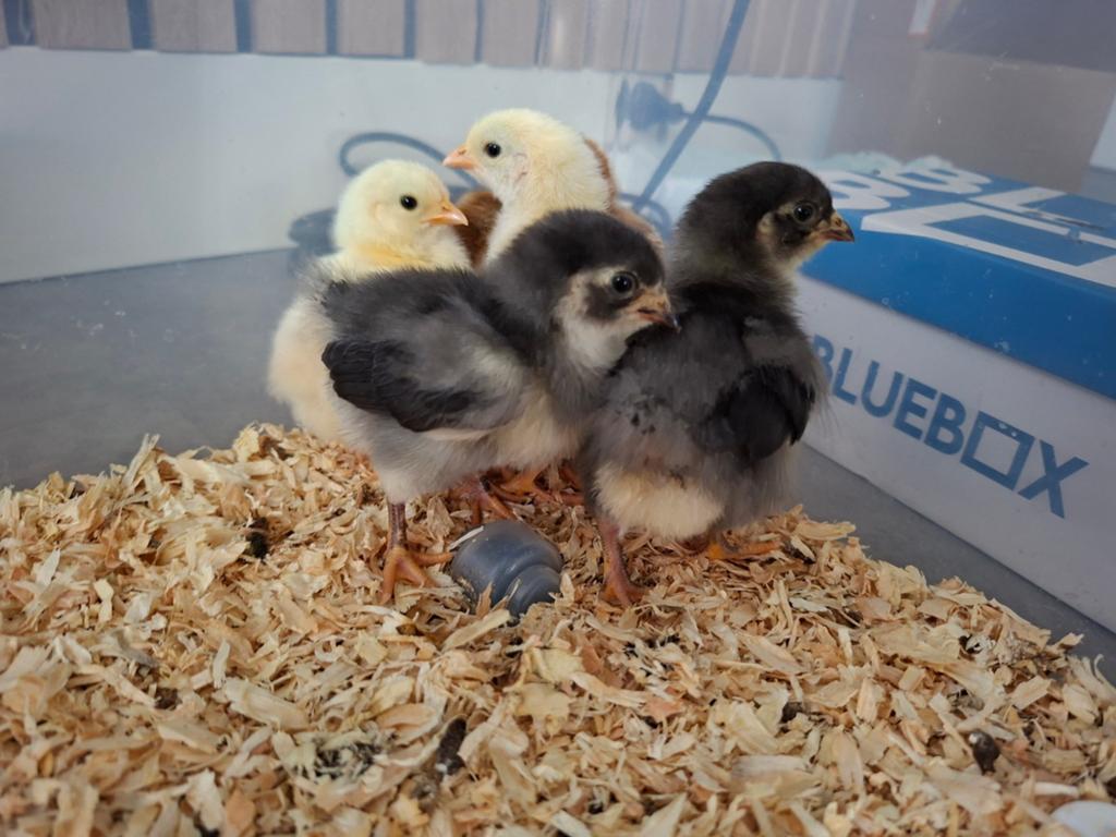3 Wyandotte kriel kuikens (hen), Dieren en Toebehoren, Pluimvee, Vrouwelijk, Kip