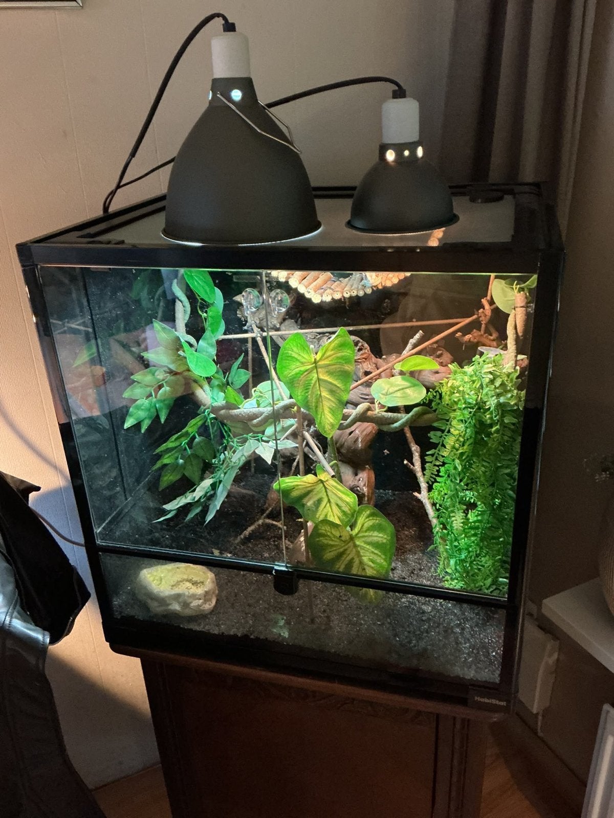 /terrarium met kameleon. Chameleon photo 2