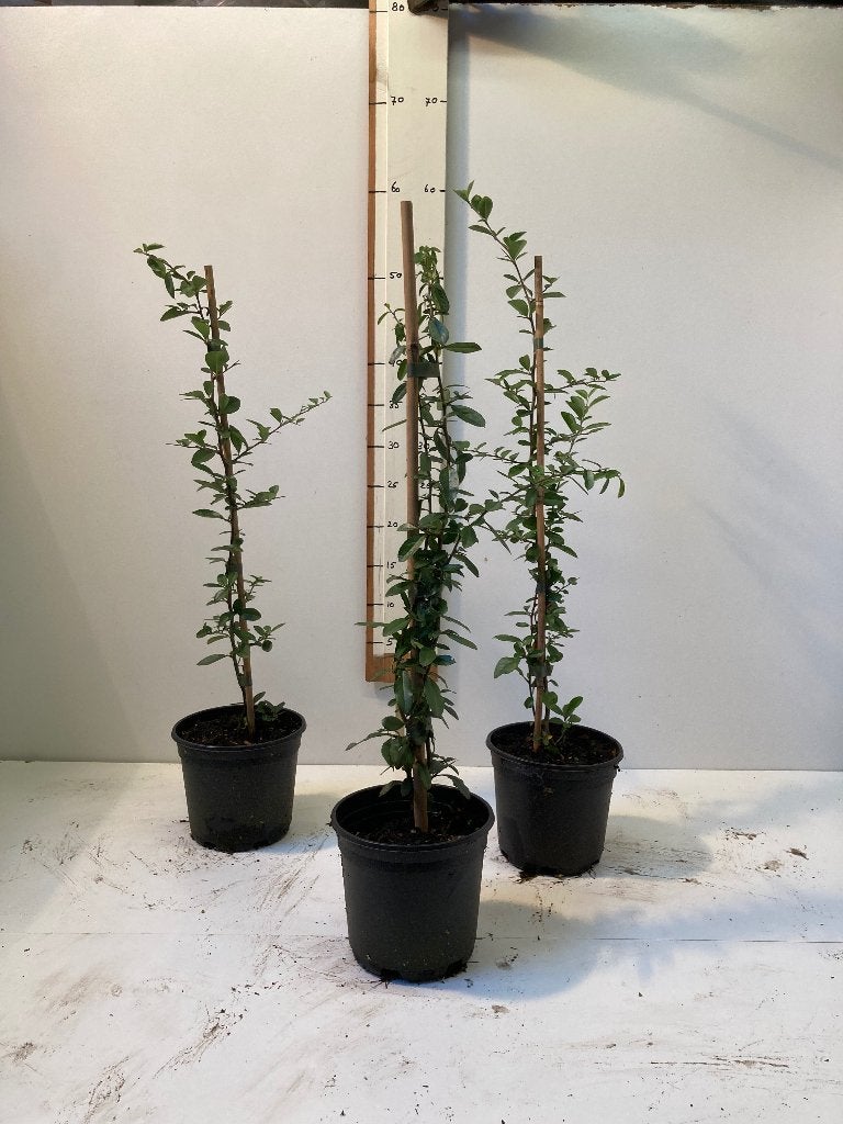 Pyracantha vuurdoorn, Ophalen, Lente, Klimplanten, Volle zon