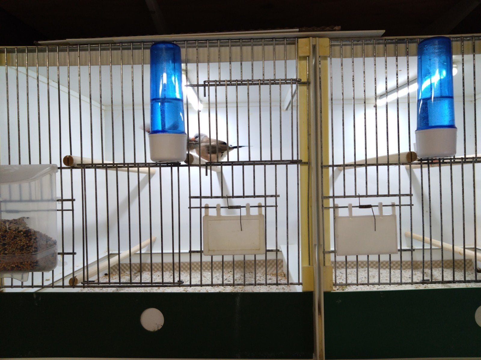 spitsstaartamadine, Meerdere dieren