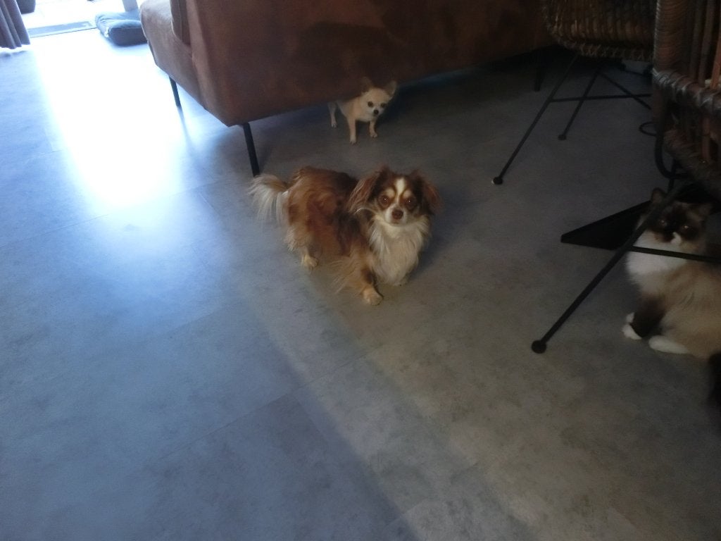 HARLEY DAVIDSON ZOEKT EEN STOER  EN LIEF HUISJE, BIJ JOU?, Dieren en Toebehoren, Reu, 1 tot 2 jaar, Eén hond, Chihuahua