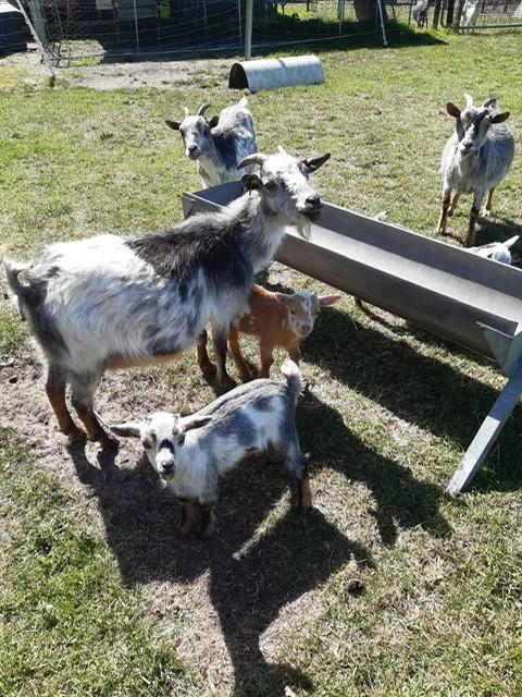 geit met jong geitje en bokje en grote zw bonte geit, Dieren en Toebehoren, Vrouwelijk, Geit