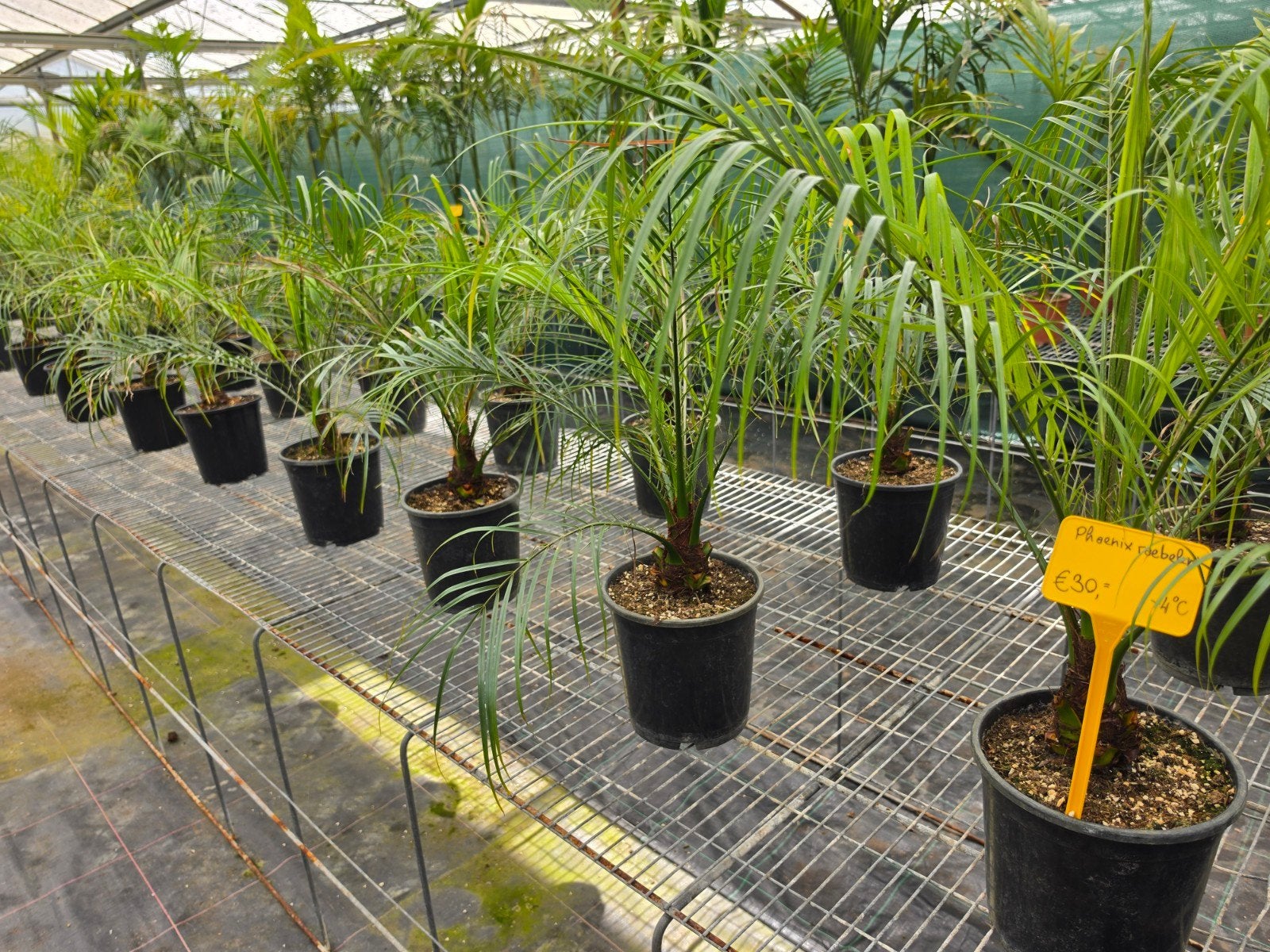Phoenix roebelenii palmboom, Ophalen, Overige soorten, Volle zon