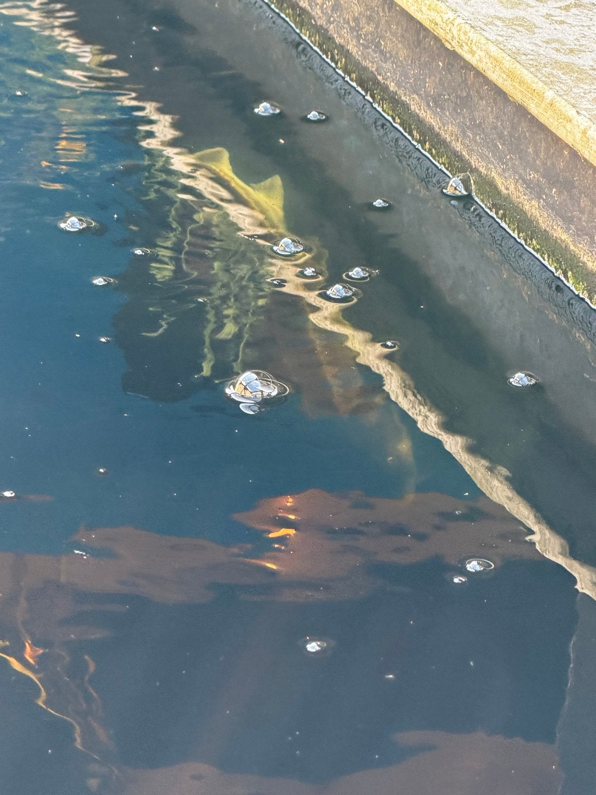 Complete Koi Vijver met vissen en toebehoren, Ophalen, Gebruikt