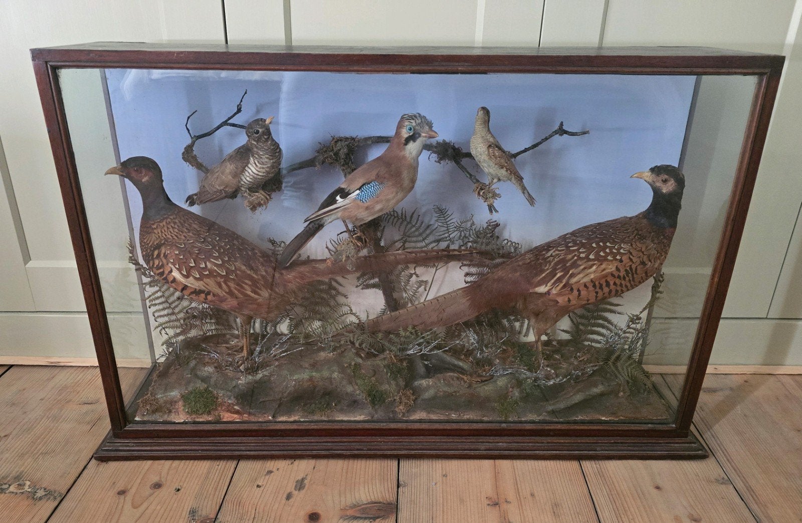 Prachtige antieke vitrine met opgezette vogels, Engels, Verzamelen, Dierenverzamelingen, Ophalen, Zo goed als nieuw, Vogel, Opgezet dier