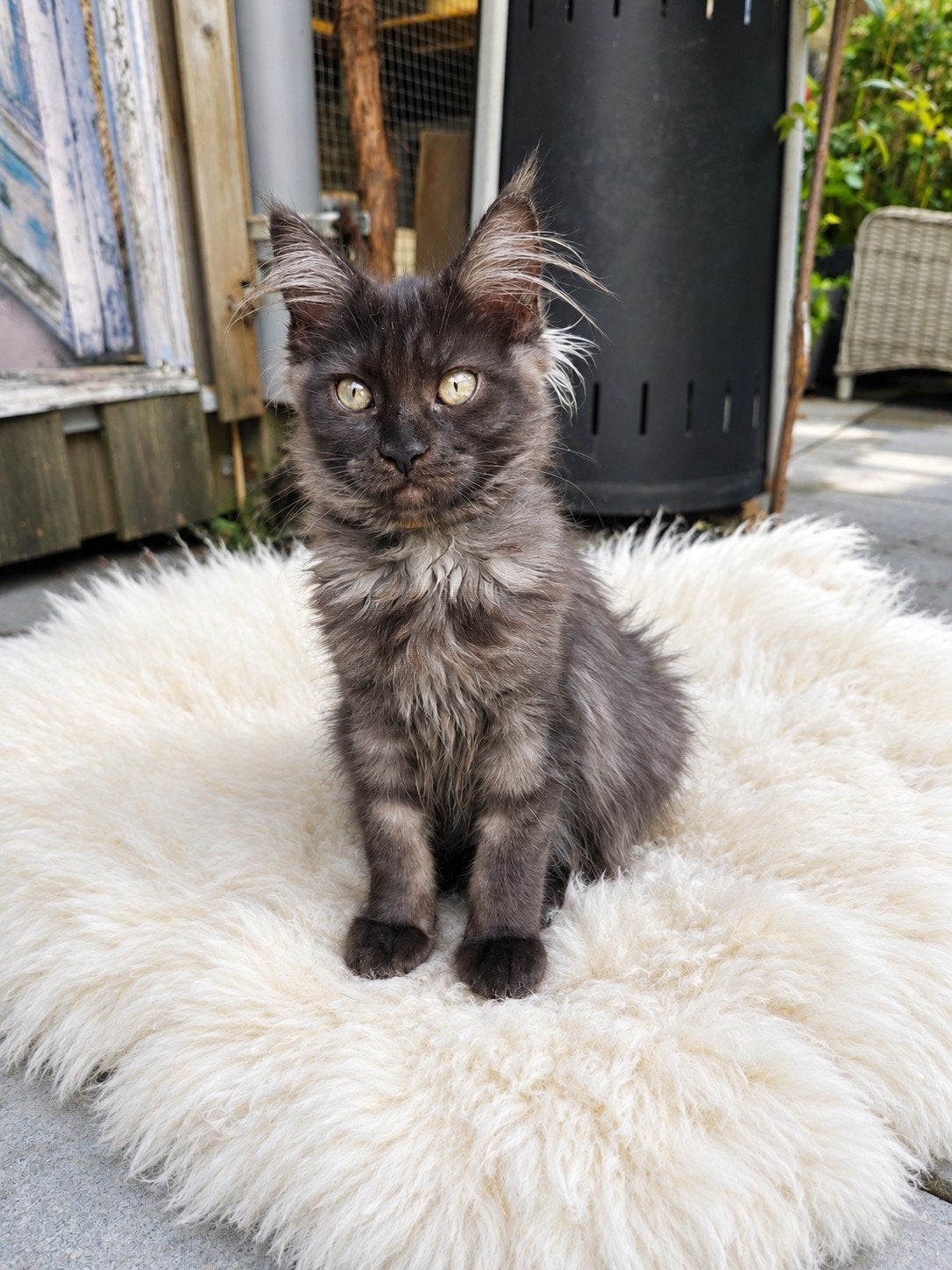 100% Maine Coon., Dieren en Toebehoren, Poes, Gechipt, 0 tot 2 jaar
