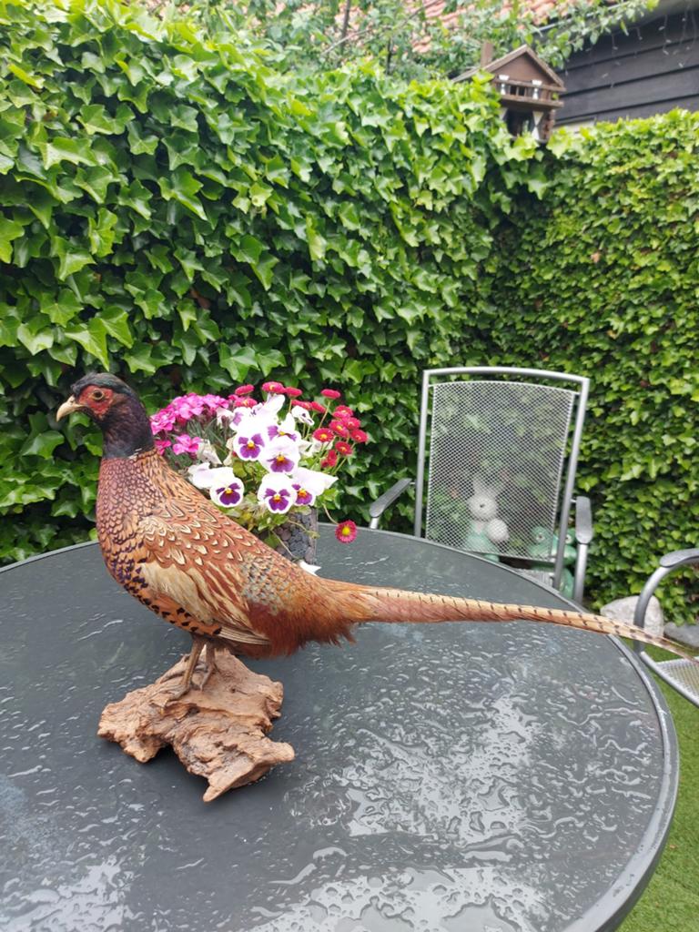 Opgezette vogel, Verzamelen, Dierenverzamelingen, Ophalen of Verzenden, Zo goed als nieuw, Vogel, Opgezet dier