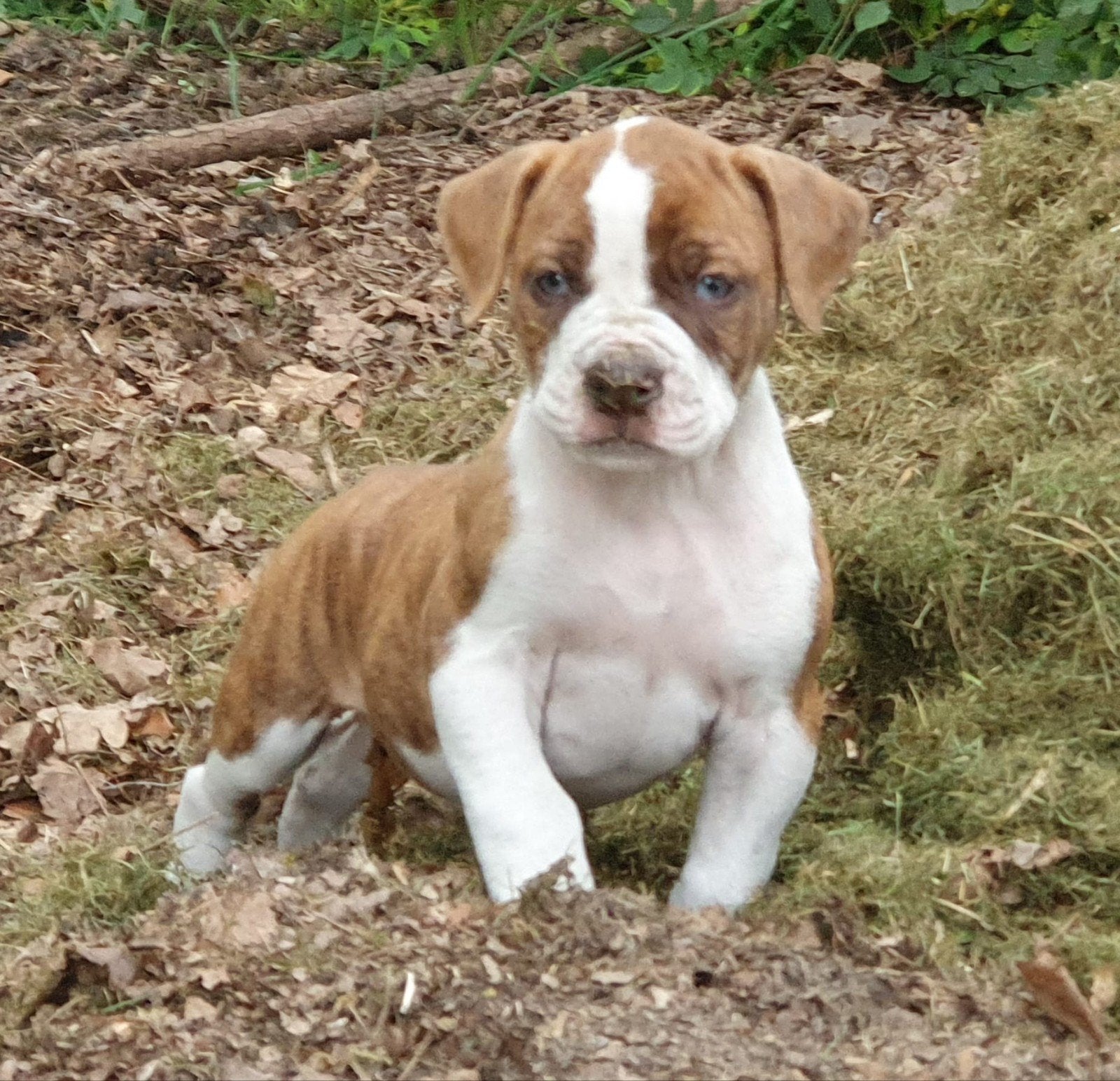 Prachtige Amerikaanse bulldog pups met stamboom, Parvo, Nederland, 8 tot 15 weken, Bulldog