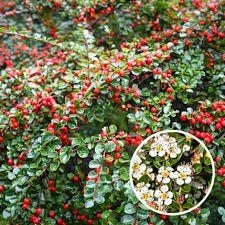 cotoneaster dammeri. sterke bodembedekker P9 planten, Tuin en Terras, Bodembedekkers, Vaste plant, Ophalen of Verzenden, Halfschaduw