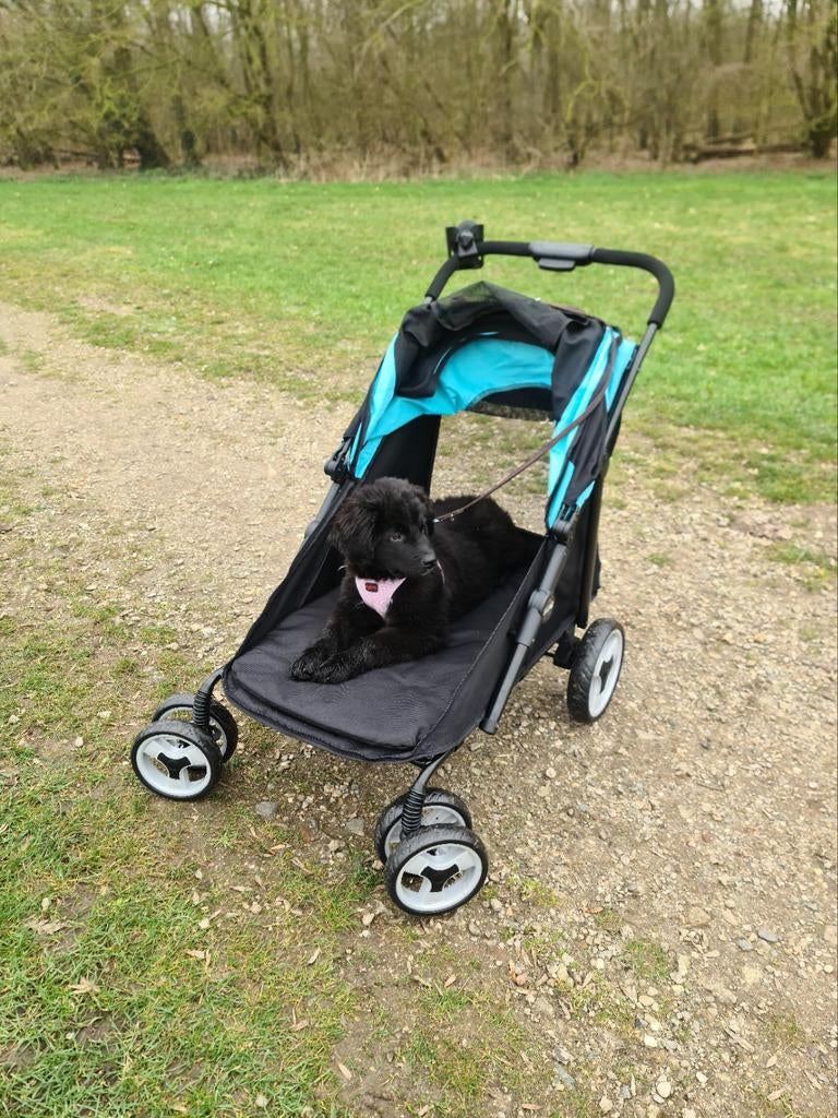 Innopet Mammut Hondenbuggy, Dieren en Toebehoren, Ophalen