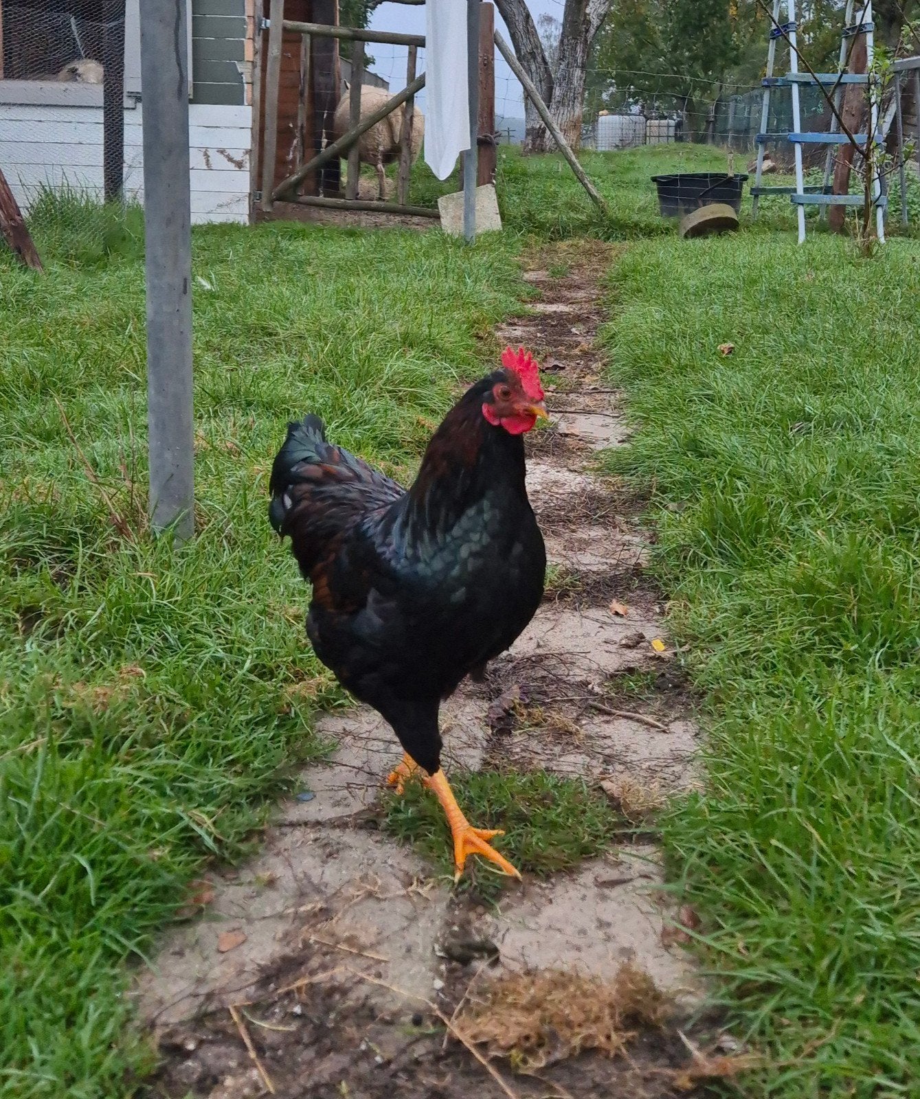 Haantje, Dieren en Toebehoren, Mannelijk, Kip