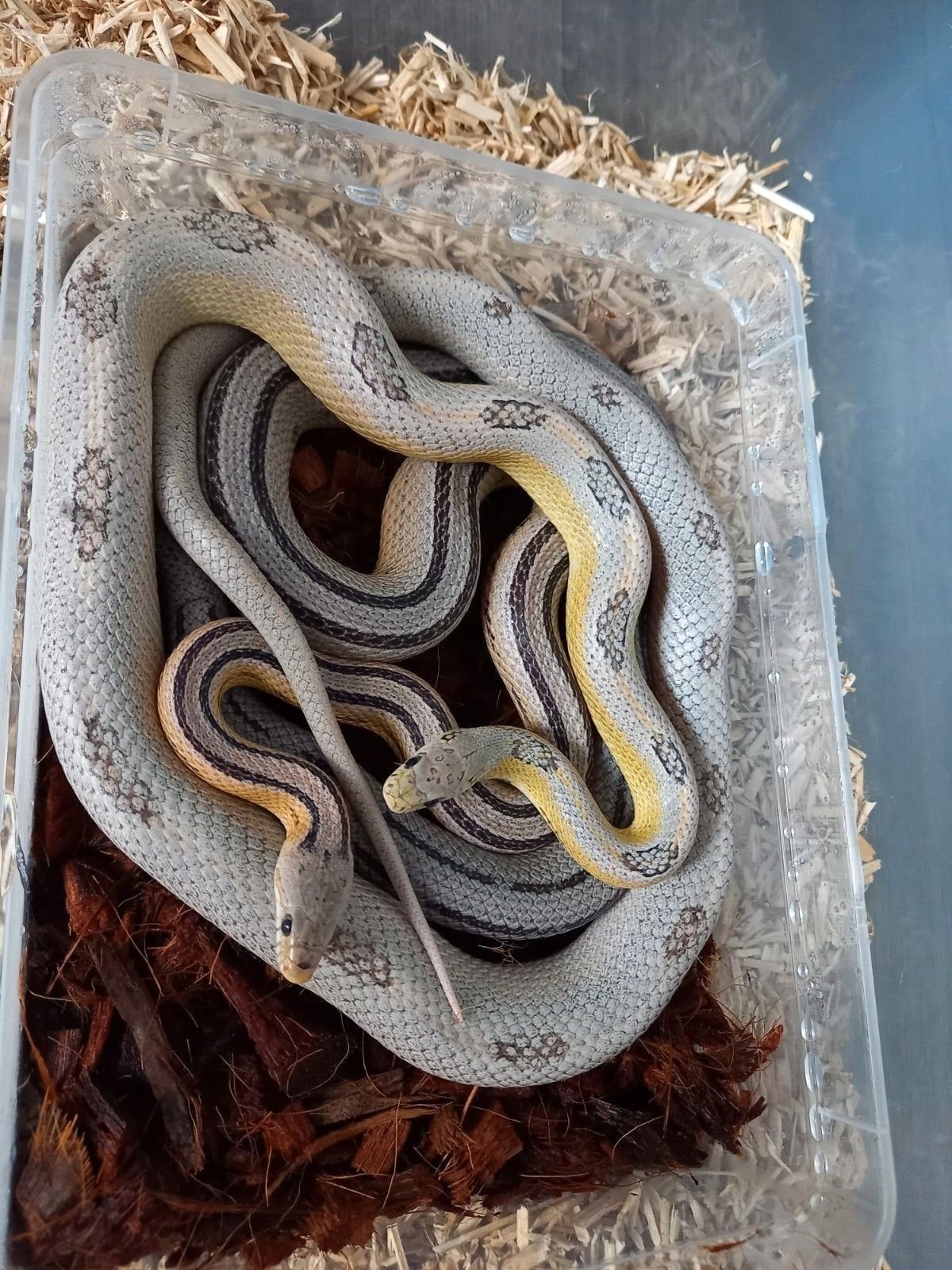 rattenslang anery striped het. sunkissed 2025 Rat Snake photo 10