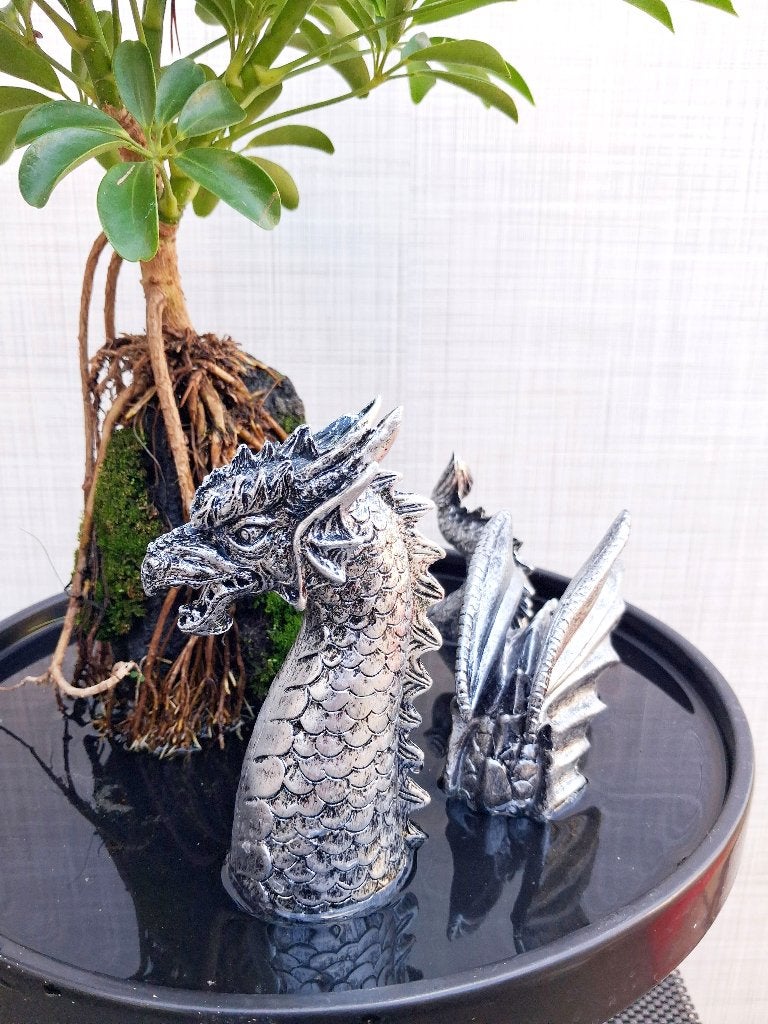 Bonsai Schefflera- Vingerplant Op steen In Water-Draak, Ophalen, Halfschaduw, In pot, Minder dan 100 cm