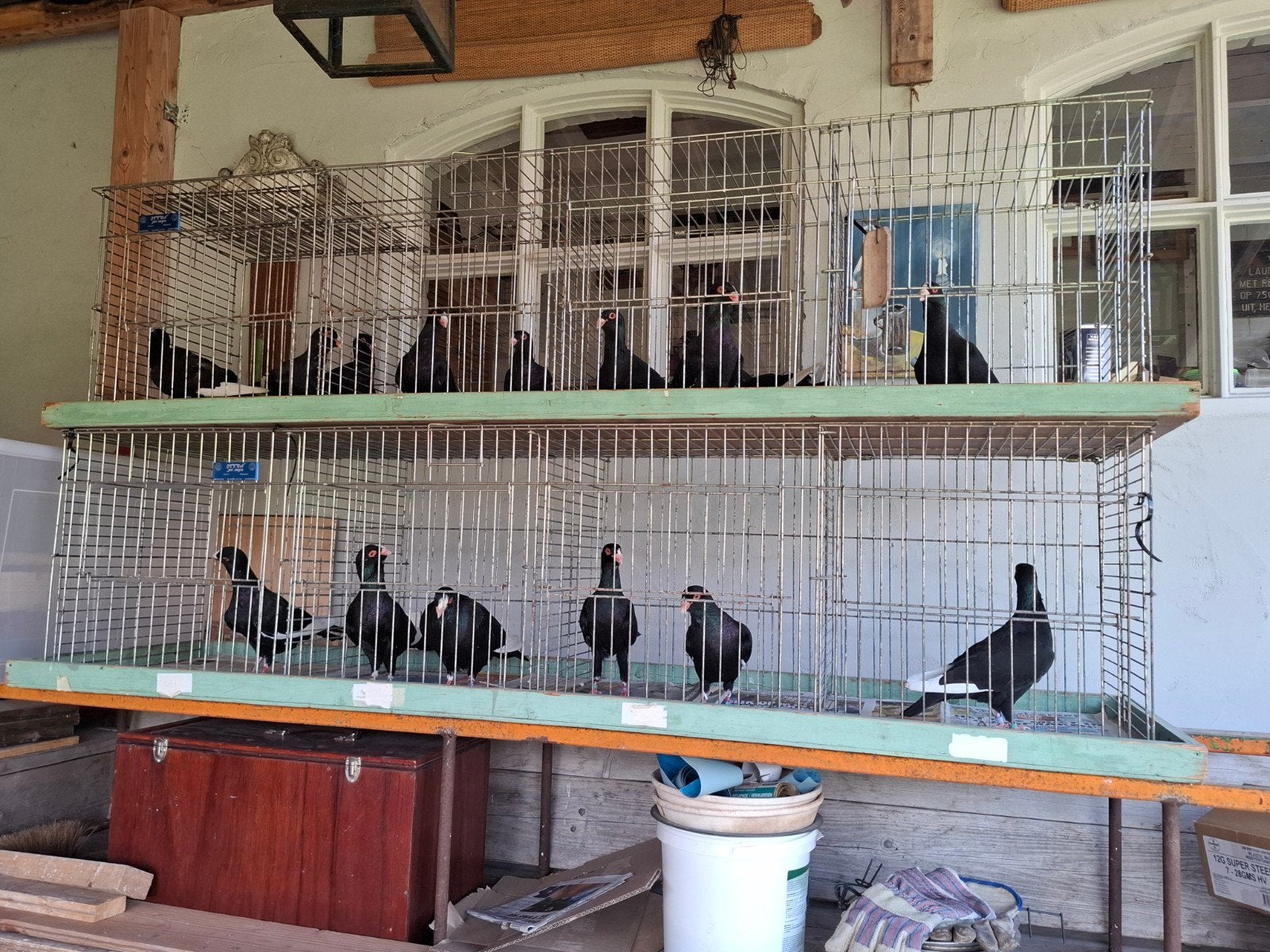 Beiroeters 9 jongen en oude van 25 en 24, Dieren en Toebehoren, Meerdere dieren, Postduif