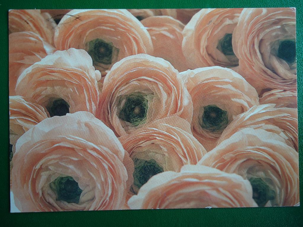(1445) Bloemenkaart / Foto PAUL HUF, Verzenden, 1980 tot heden, Gelopen, Overige thema's