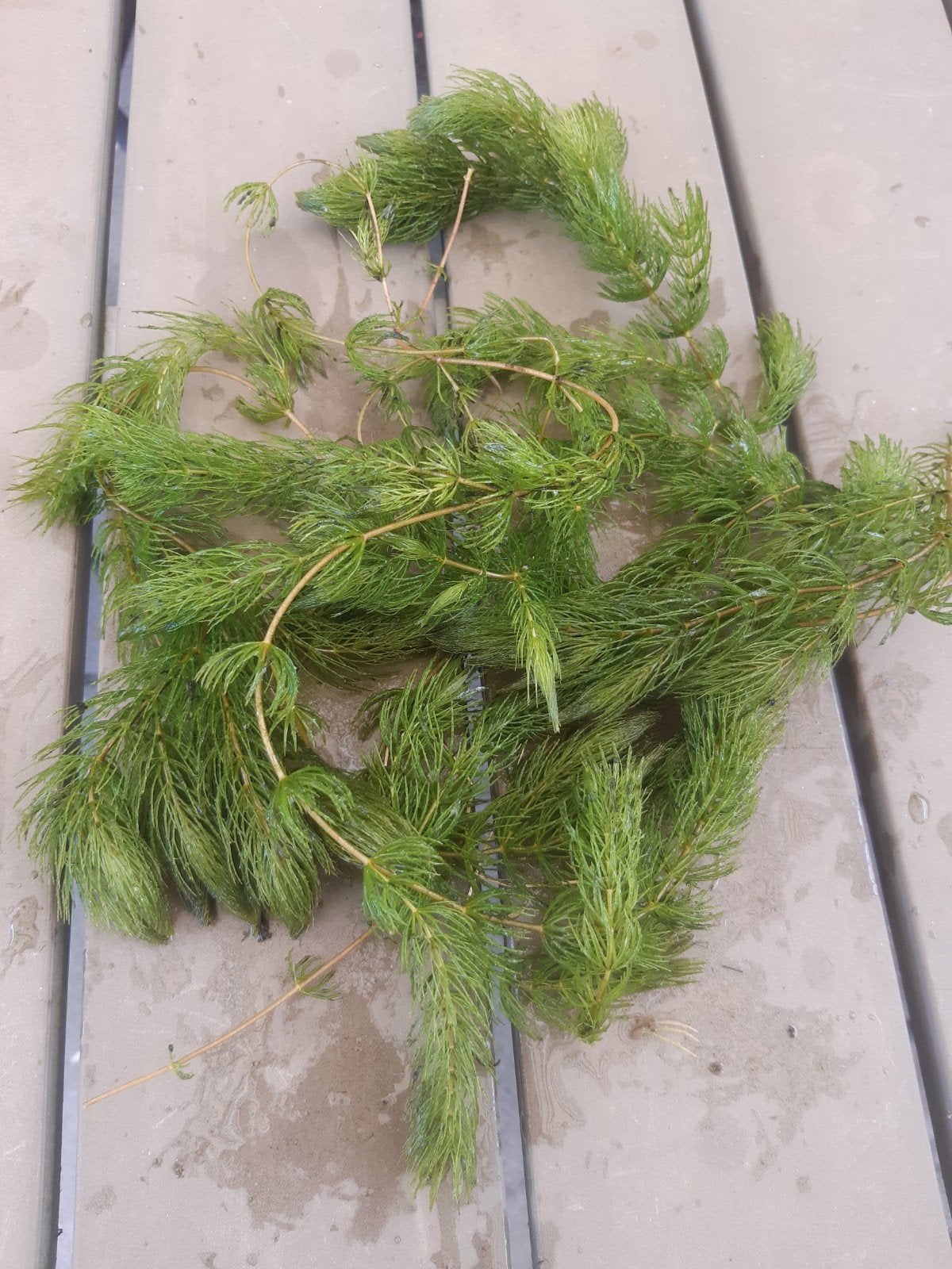 Gedoornd hoornblad, Tuin en Terras, Ophalen of Verzenden