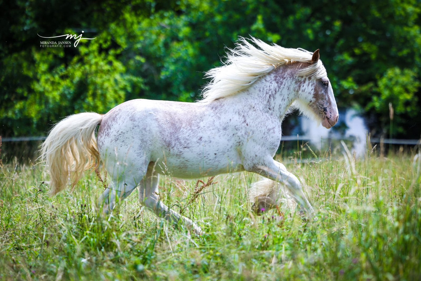 PRACHTIG TINKER/GYPSY COB JAARLING TE KOOP, Dieren en Toebehoren, Merrie, Minder dan 160 cm, Met stamboom, 0 tot 2 jaar