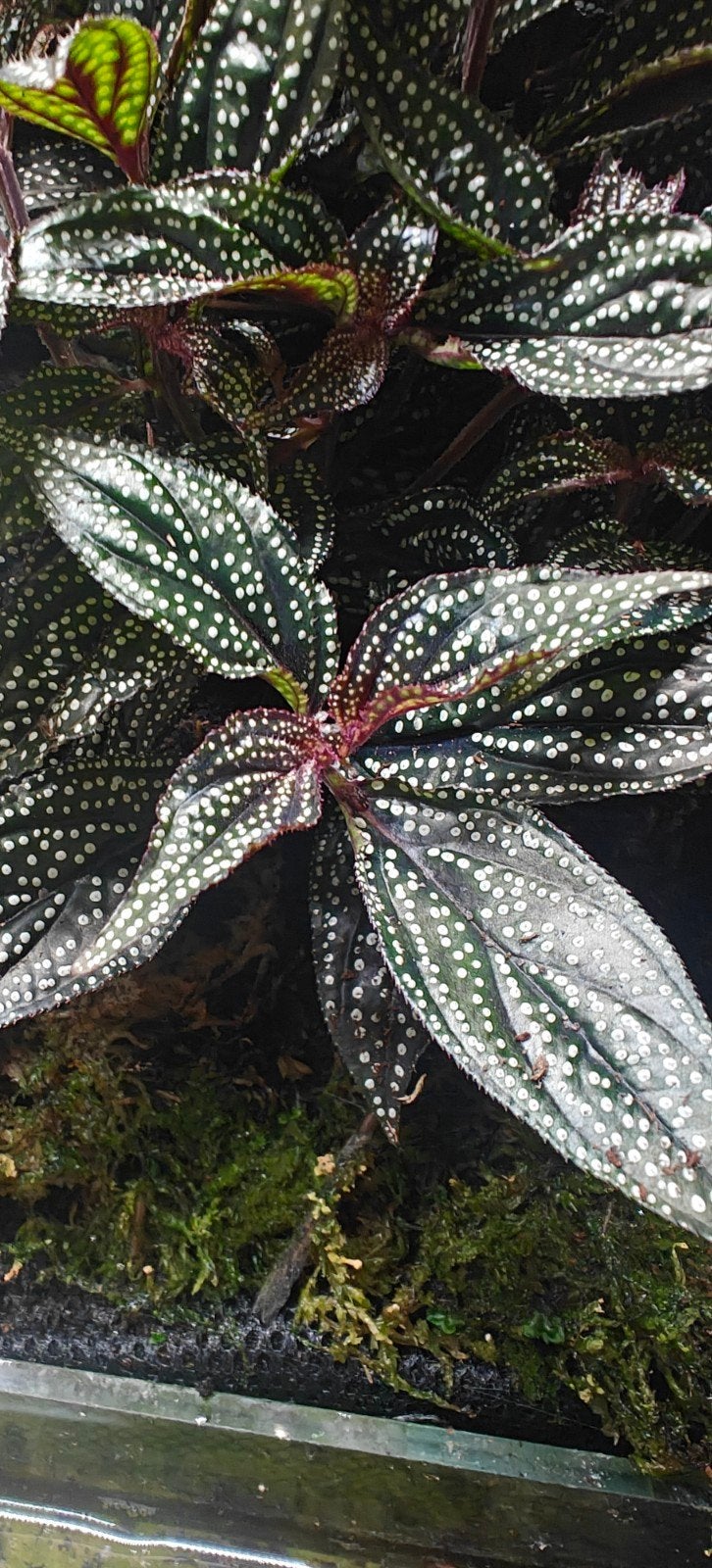 Sonerila Maculata - terrarium/paludarium plant - stekken, Vaste plant, Halfschaduw, Lente, Ophalen