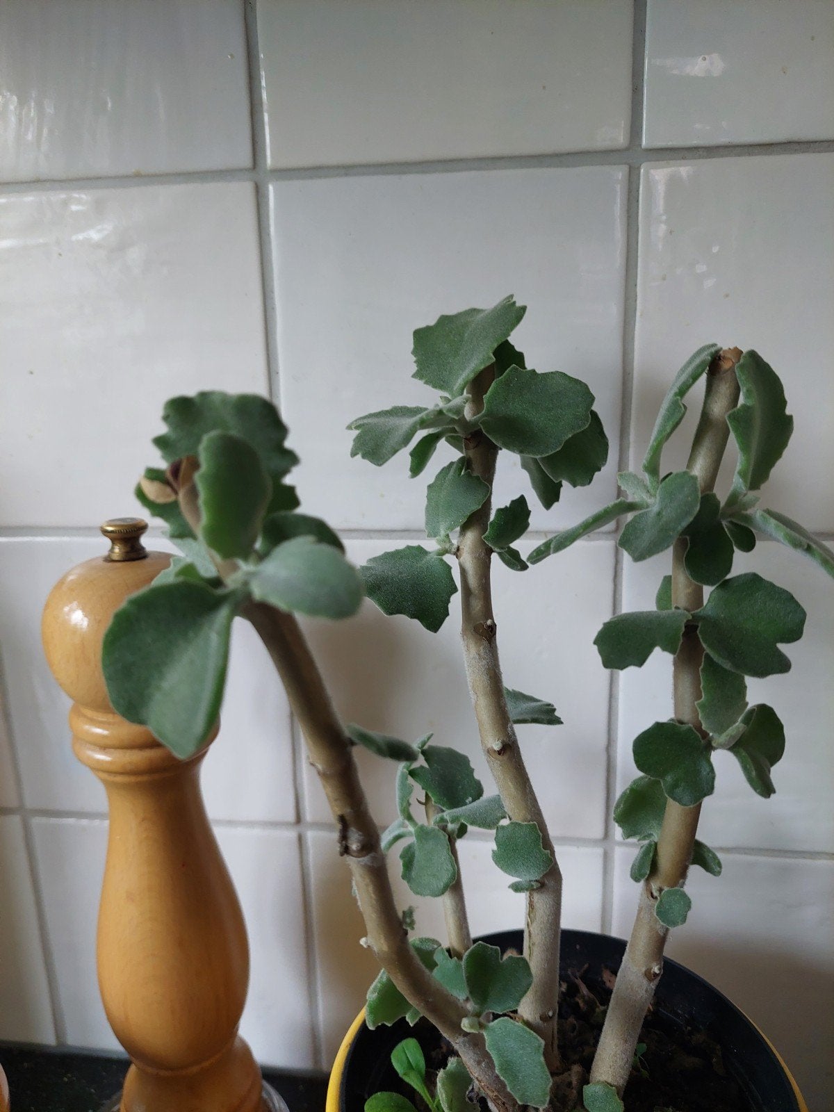 Vetplant, Ophalen, Vetplant, Halfschaduw, In pot