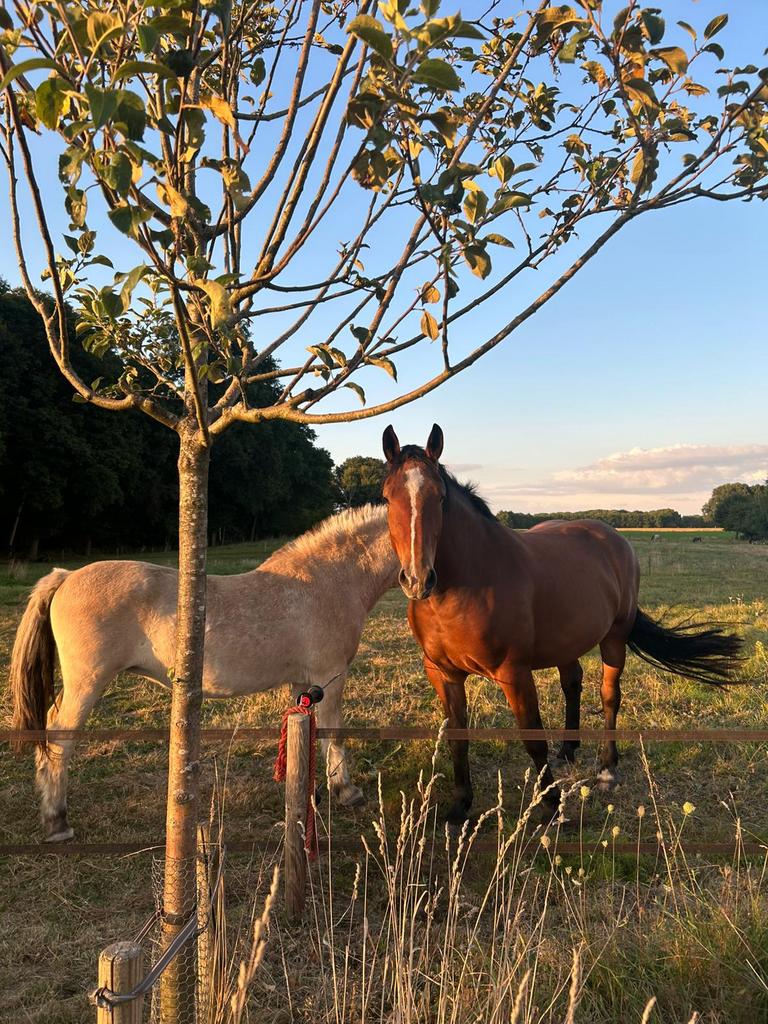 Weidegang 24/7 met schuilstal, Dieren en Toebehoren, Stalling en Weidegang, Weidegang