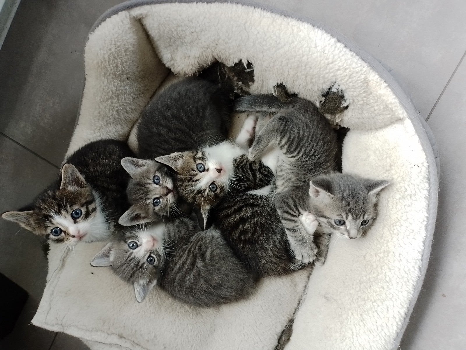 mooie halve blauwerus kitten, Kater