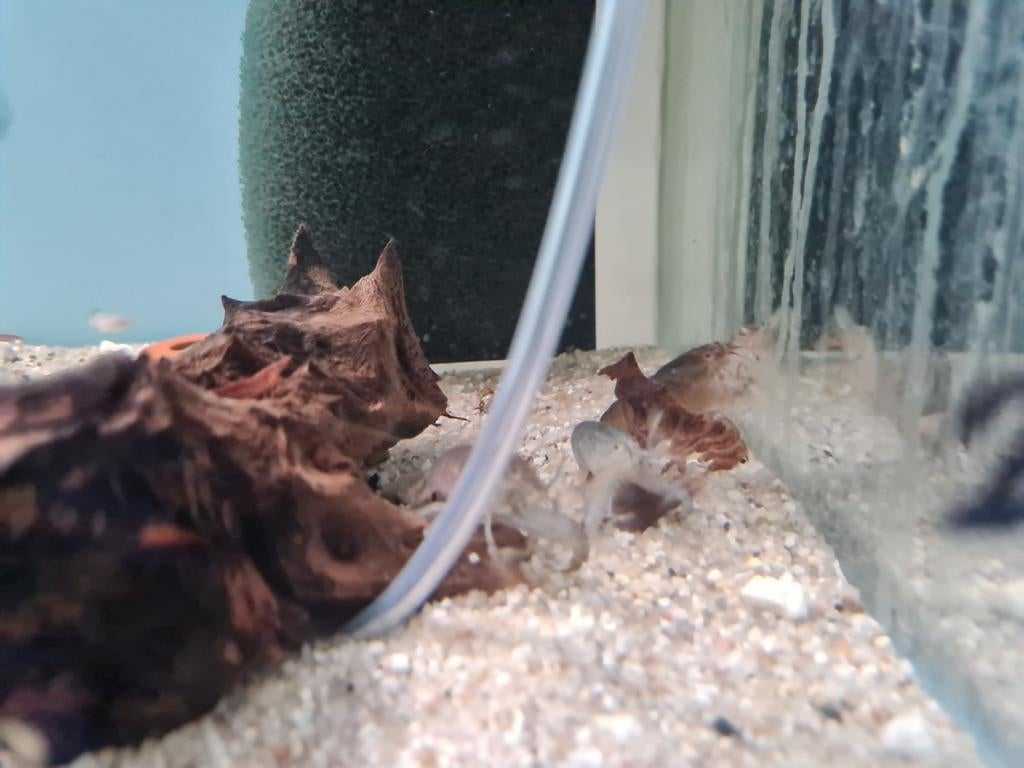 Blauwe waaierhandgarnaal, Atya Gabonensis, Vis, Zoetwatervis