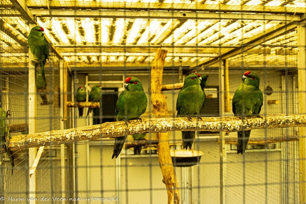 TE KOOP..Wildkleur Kakariki groen, Dieren en Toebehoren, Meerdere dieren